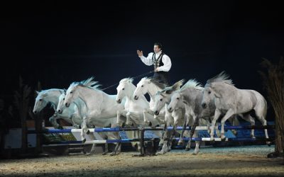 Le château de Thillombois accueille en septembre Lorenzo et ses chevaux en liberté