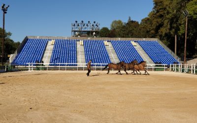 Christophe Hasta Luego proposera différents numéros avec ses chevaux.