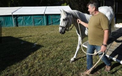 Les boxs accueilleront une soixantaine de chevaux