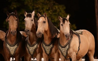 Le château de Thillombois invite la Camargue