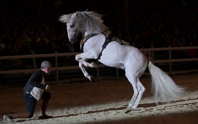 La Camargue : le public conquis par la Biennale équestre