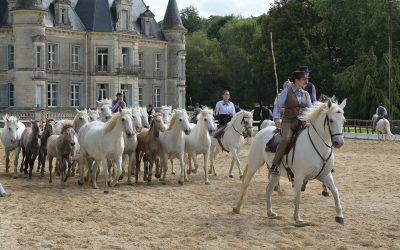 Biennale équestre au château de Thillombois : le jeune public en avant-première