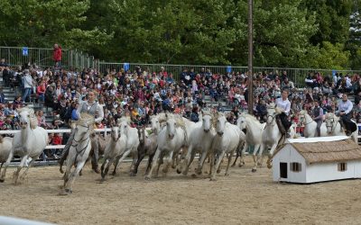 Biennale équestre : la Camargue et ses chevaux à la conquête de la Meuse