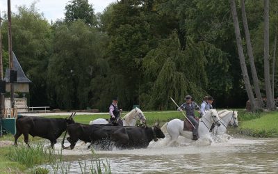 Extraits du Livre d’or 2022 « Spectacle équestre au château de Thillombois »